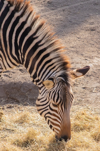 Bezpłatny plik Zdjęcie zbliżenie zebry jedzenia siana w zoo z pięknym wyświetlaczem jego paski