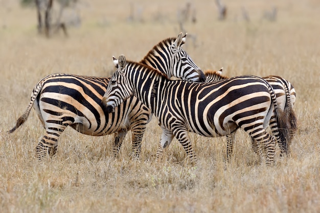 Bezpłatny plik Zdjęcie zebra na łące w afryce, park narodowy kenii