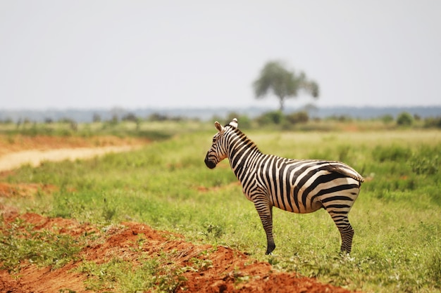 Bezpłatny plik Zdjęcie zebra na łące w parku narodowym tsavo east, kenia, afryka