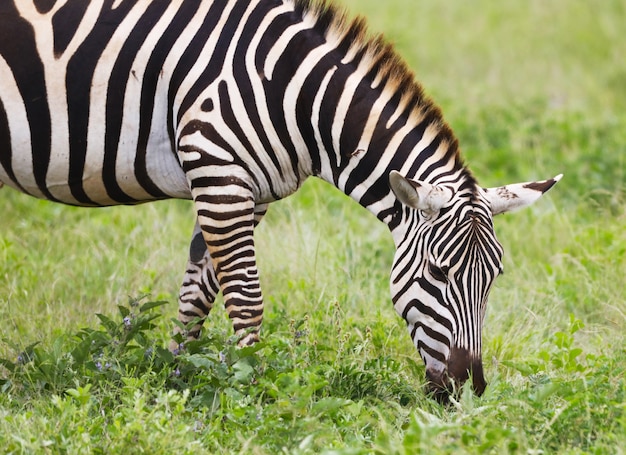 Bezpłatny plik Zdjęcie zebra wypasana w parku narodowym tsavo east w kenii