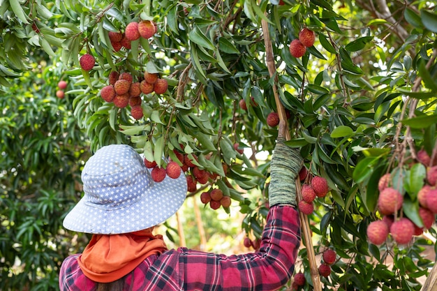 Foto gratuito agricoltura della frutta del lychee in tailandia