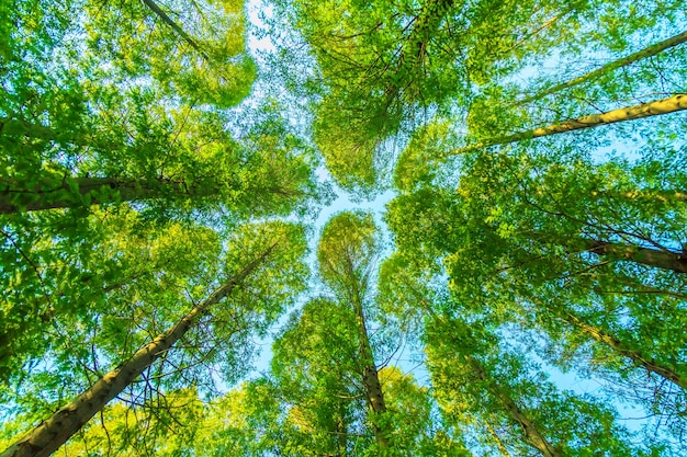 Foto gratuito alberi con foglie verdi