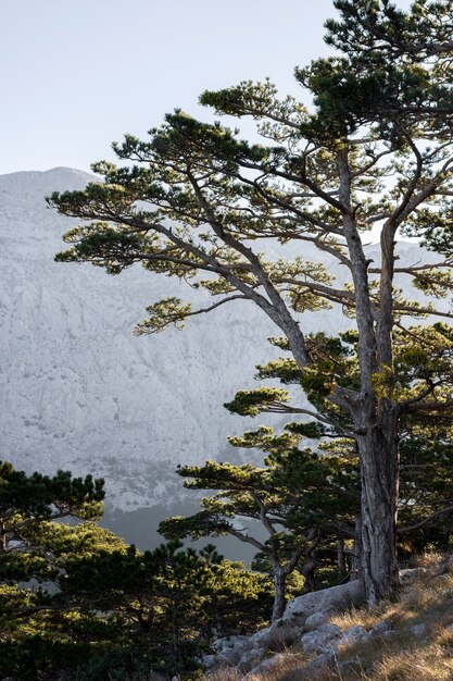 Alberi e sfondi forestali