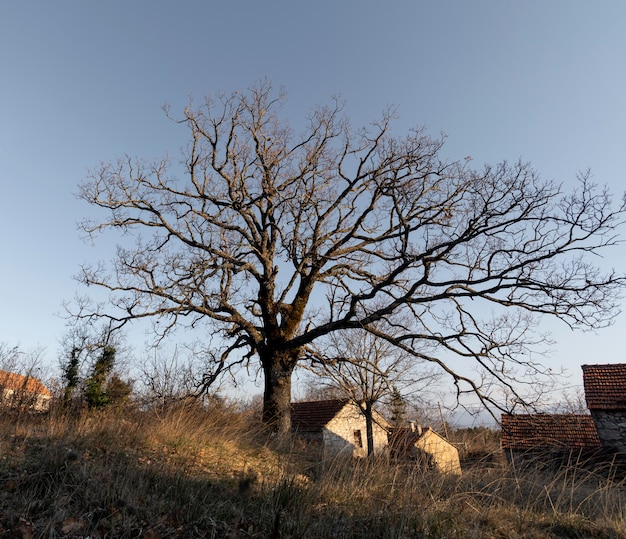 Foto gratuito alberi e sfondi forestali