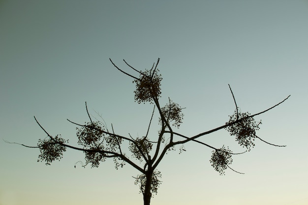 Foto gratuito albero nel cielo