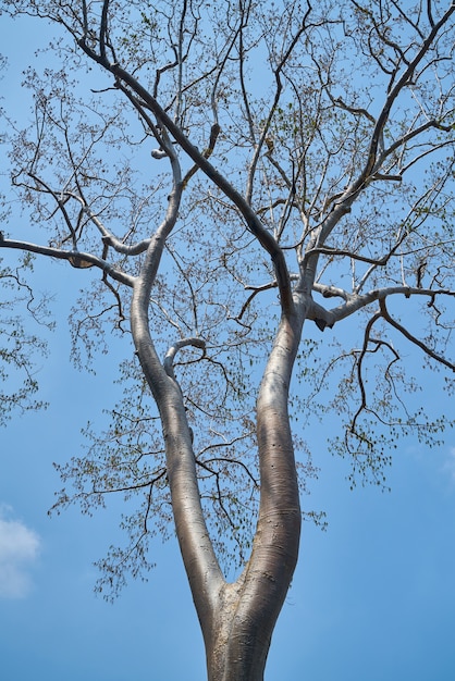 Foto gratuito albero