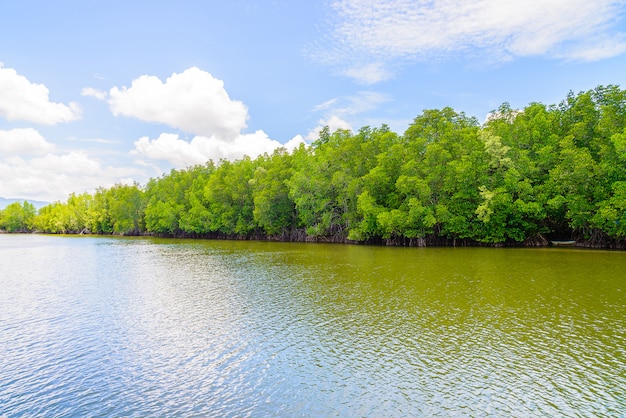 Foto gratuito bello paesaggio della foresta della mangrovia in tailandia