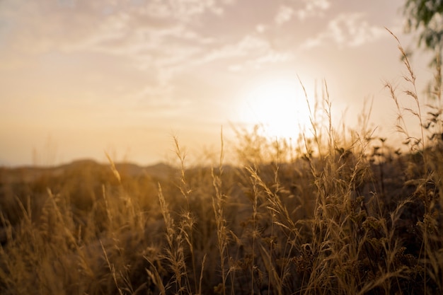 Campagna e tramonto