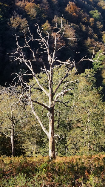 Foto gratuito colpo verticale di un albero spoglio nella foresta