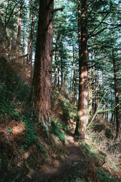 Colpo verticale di vegetazione su una foresta sotto la luce del sole durante il giorno