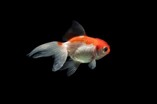 Dumbo betta splendens arancione e bianco che combatte i pesci