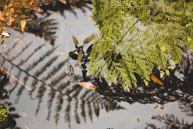 Filiale che tocca l&#39;acqua