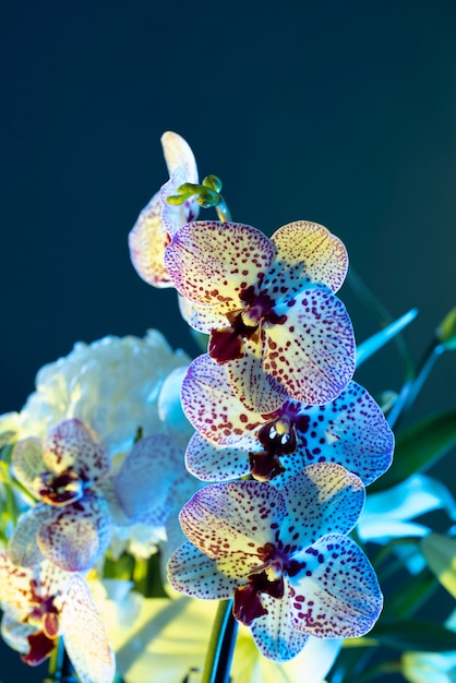 Fiore di orchidea su sfondo blu