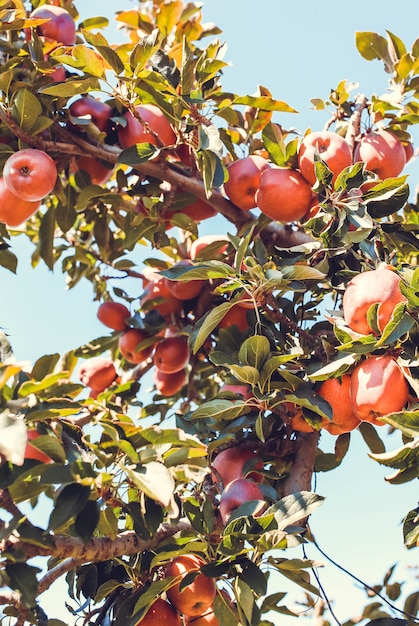 Foto gratuito frutti rossi della mela sulla fine dell'albero su