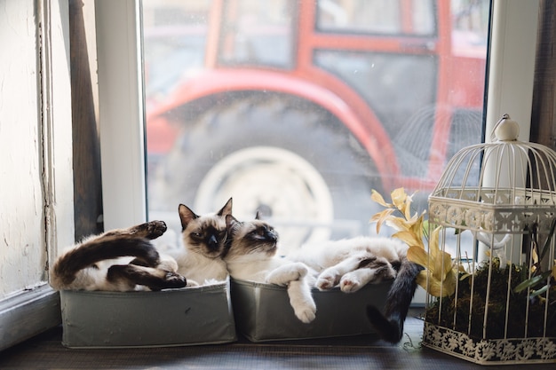 Foto gratuito gatti siamesi svegli che si trovano in scatole vicino alla finestra