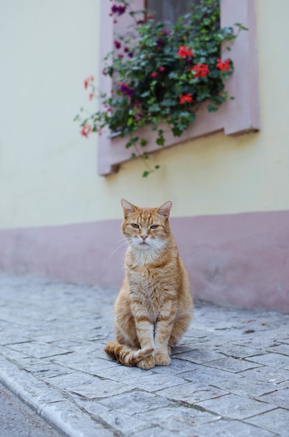 Foto gratuito gatto di strada in posa