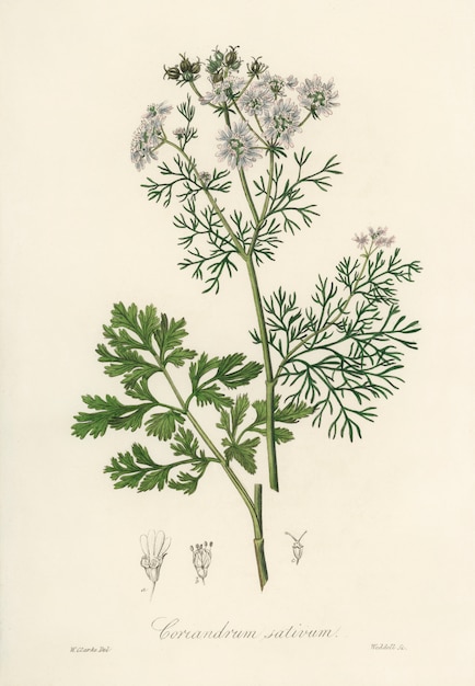 Foto gratuito illustrazione di coriandolo (coriandrum sativum) dalla botanica medica (1836)