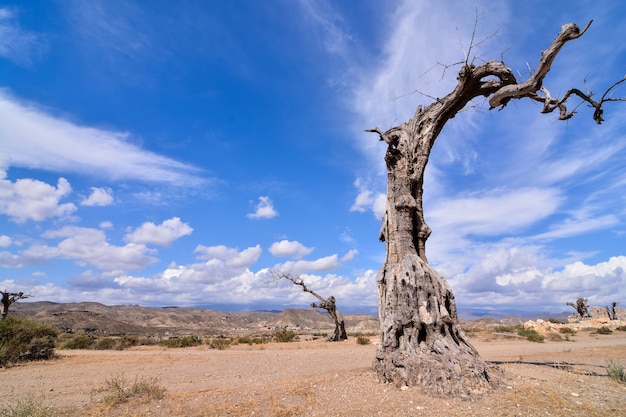 Foto gratuito inquadratura dal basso di un albero morto in una terra desertica con un cielo blu chiaro