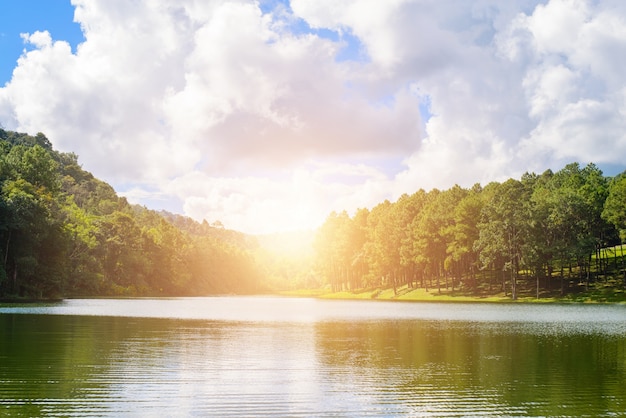 Foto gratuito lago con alberi al tramonto