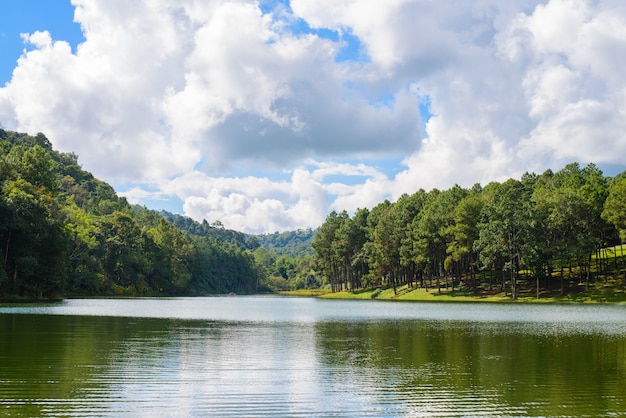 Foto gratuito lago con gli alberi ai lati