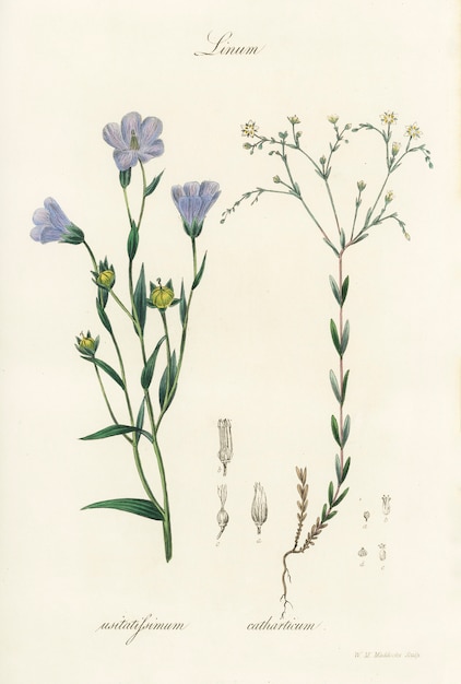 Foto gratuito lino (linum) illustration from medical botany (1836)