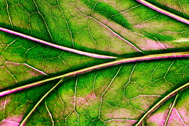 Macro di una foglia verde