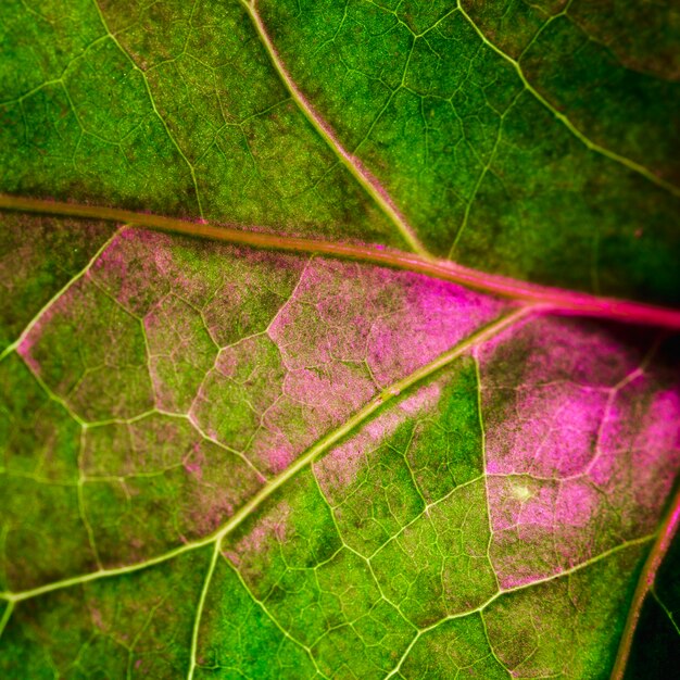 Macro di una foglia verde