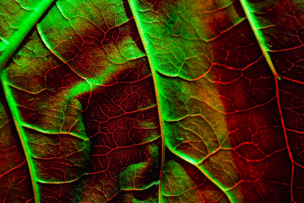 Macro di una foglia verde