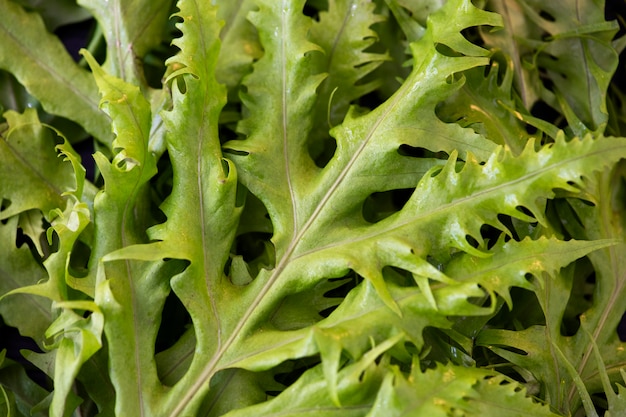 Foto gratuito primo piano di una priorità bassa verde del foglio