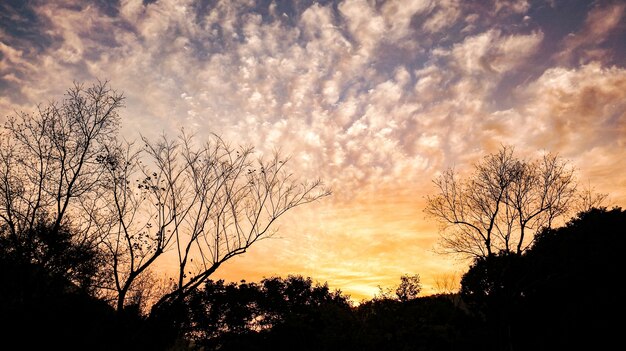 Silhouette di alberi