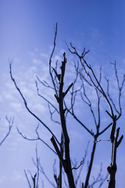 Foto gratuito vista di angolo basso dell&#39;albero nudo contro il cielo