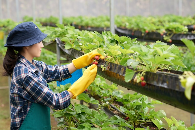 Foto gratuito vista laterale dell'agricoltore femminile che raccoglie fragola in una serra commerciale