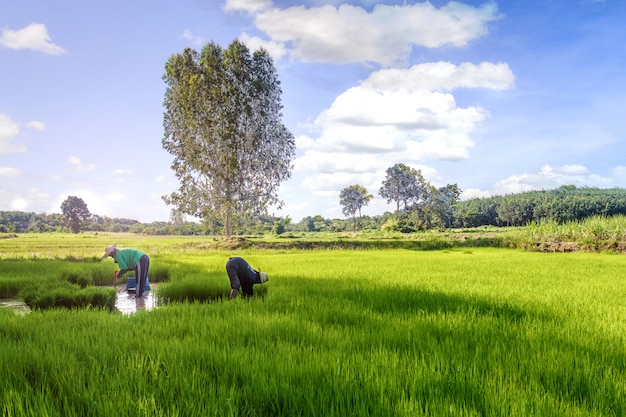 Agricoltore tailandese nel tempo del raccolto sul giacimento del riso