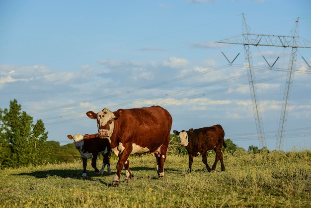 Allevamento di bovini con pascoli naturali nella campagna delle Pampas Provincia della Pampa Patagonia Argentina