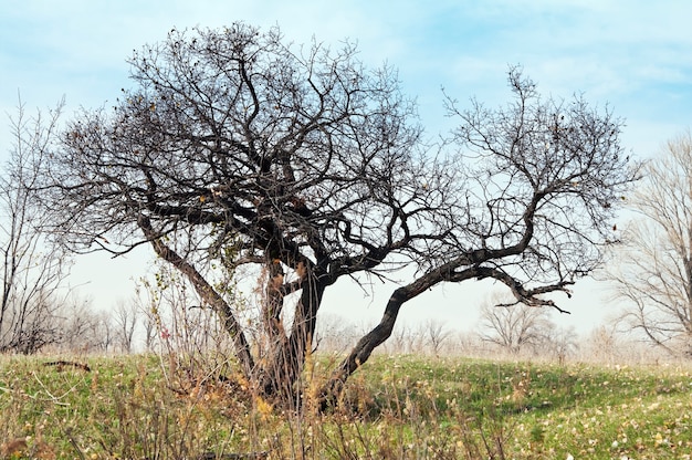 Autunno. Un albero dai rami spogli