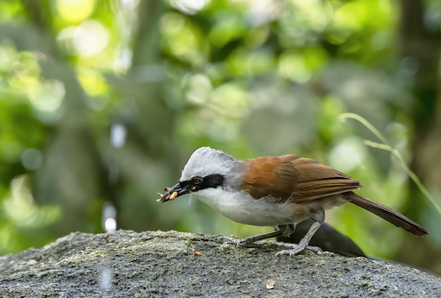 Bella Whitecrested thrush con la preda nella foresta Thailandia