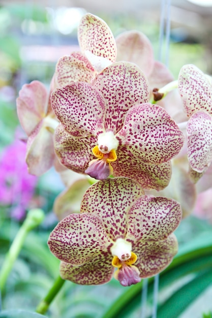 Bellissima orchidea viola in giardino