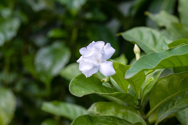 Bellissimo fiore di gelsomino bianco da vicino nel giardino con spazio per la copia