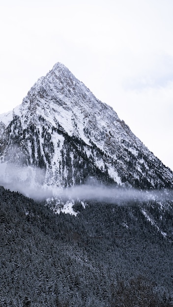 Bello scatto di una foresta di abeti invernali vicino alle montagne