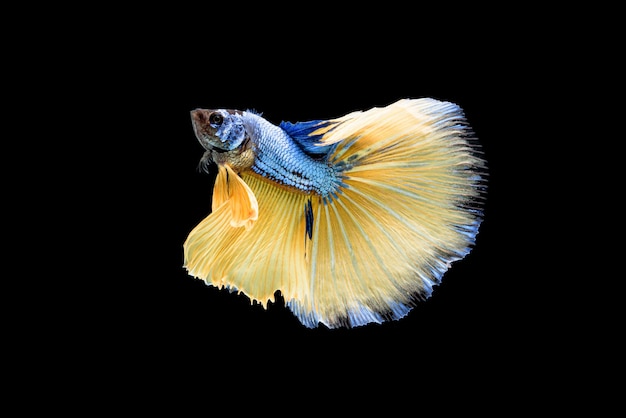 Bello splendens blu e giallo di Betta, pesce combattente siamese o Pla-kad in pesce popolare tailandese in acquario