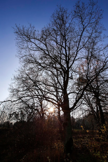 Cambiamenti nella natura durante la stagione autunnale