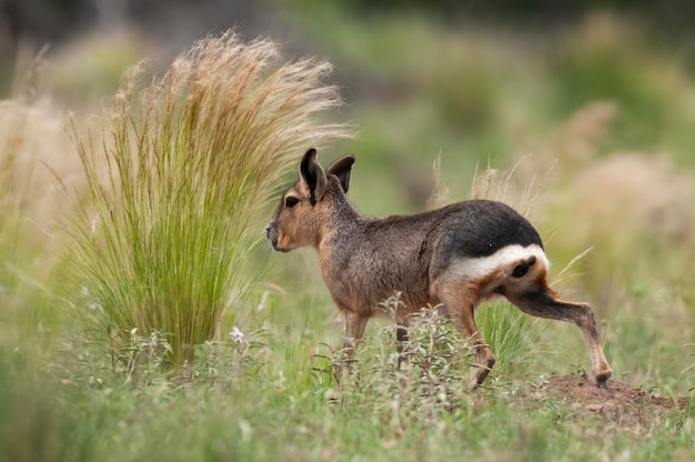 Cavi della Patagonia nell'ambiente delle praterie della Pampa Provincia di La Pampa Patagonia Argentina