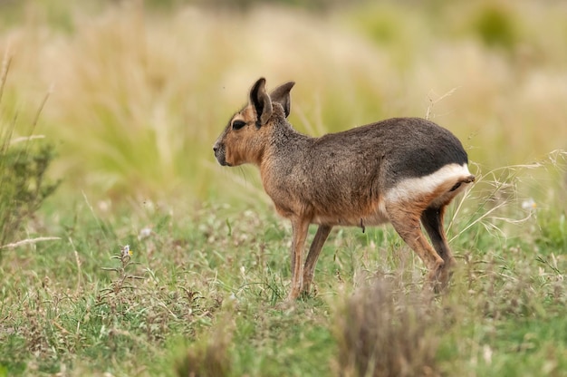 Cavi della Patagonia nella prateria della Pampa ambiente provincia della Pampa Patagonia Argentina