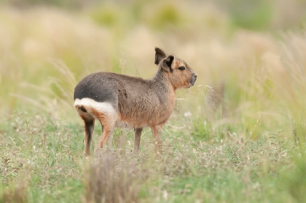 Cavi della Patagonia nella prateria della Pampa ambiente provincia della Pampa Patagonia Argentina