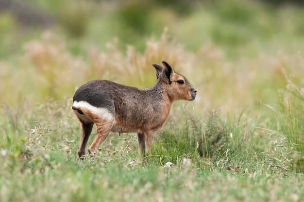 Cavi della Patagonia nella prateria della Pampa ambiente provincia della Pampa Patagonia Argentina