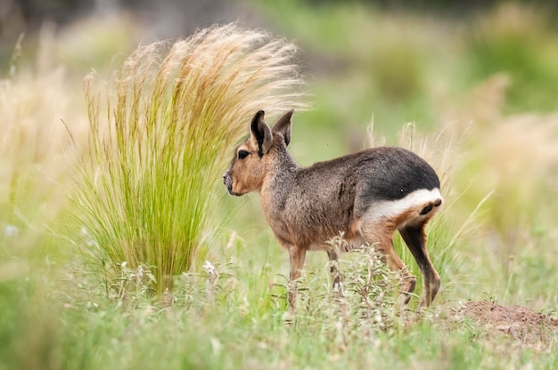 Cavi patagonico nell'ambiente delle praterie della Pampa La Pampa Provincia della Patagonia Argentina