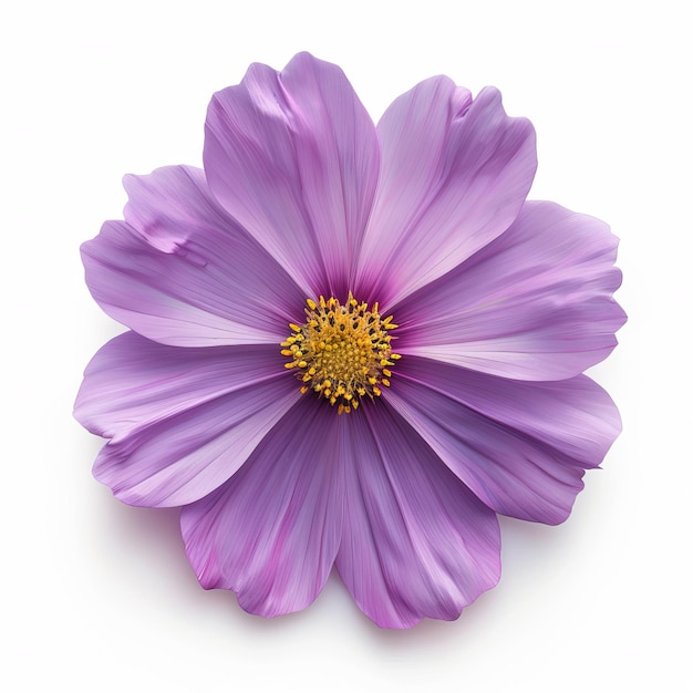 Cosmo viola isolato su sfondo bianco Bellissimo fiore del Cosmo