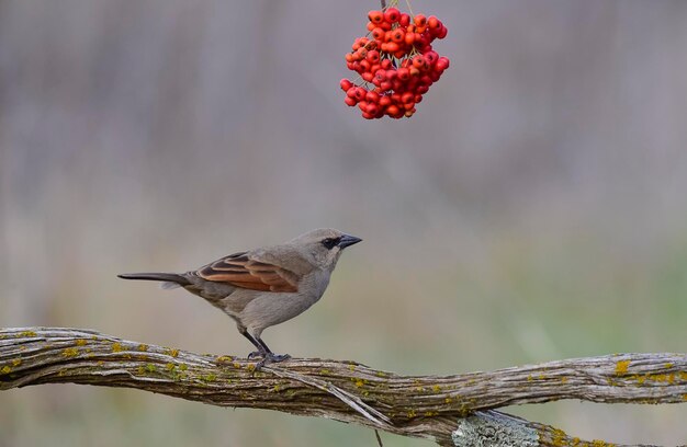 Cowbird alato alloro