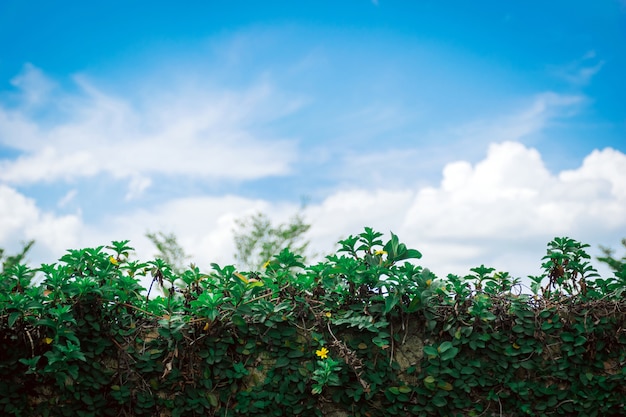 Erba ed alberi ornamentali e fondo di giardinaggio del cielo