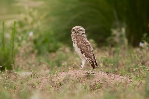 Ferruginosa Civetta nana Glaucidium brasilianum Calden forest La Pampa Provincia Patagonia Argentina